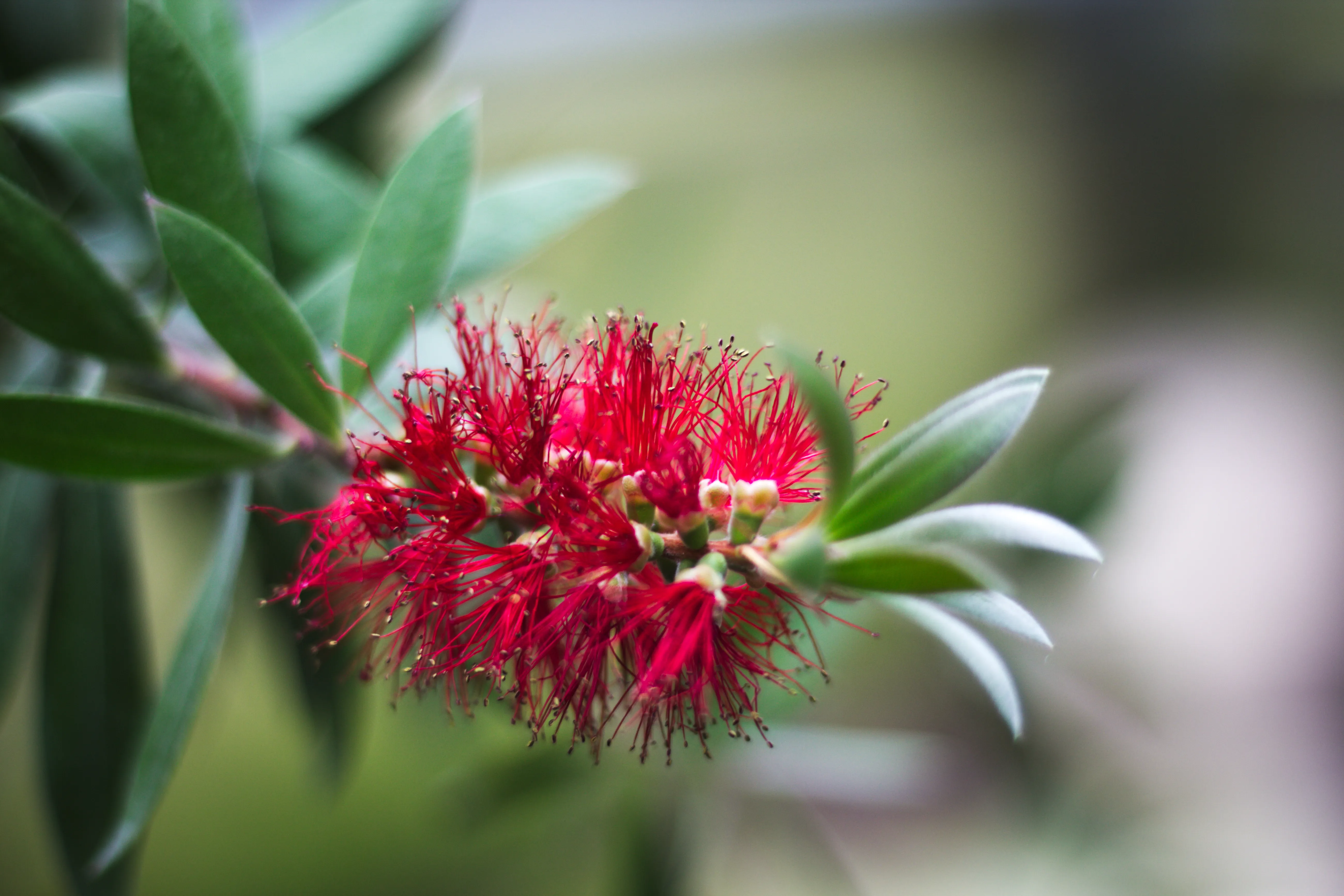 A red flower